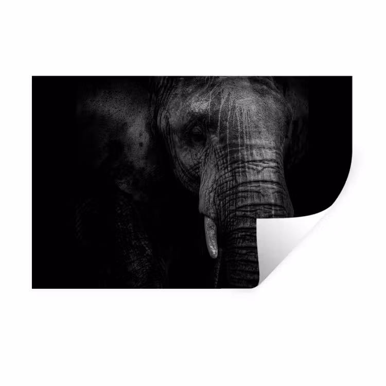Muursticker - Olifant - Dier - Portret — 1