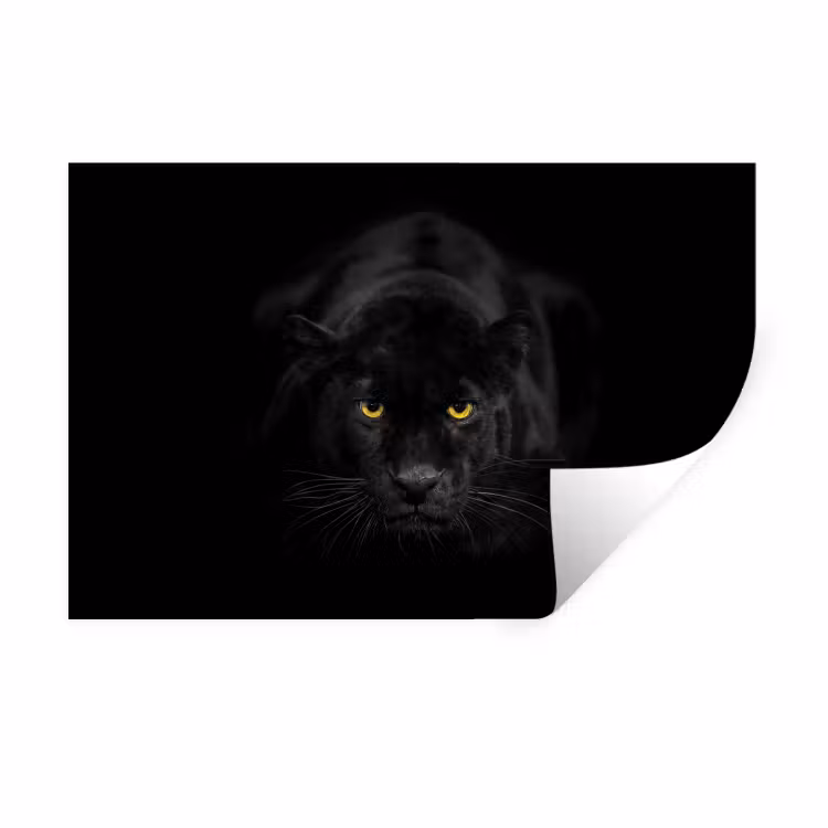 Muursticker - Panter - Dieren - Zwart - Ogen — 1