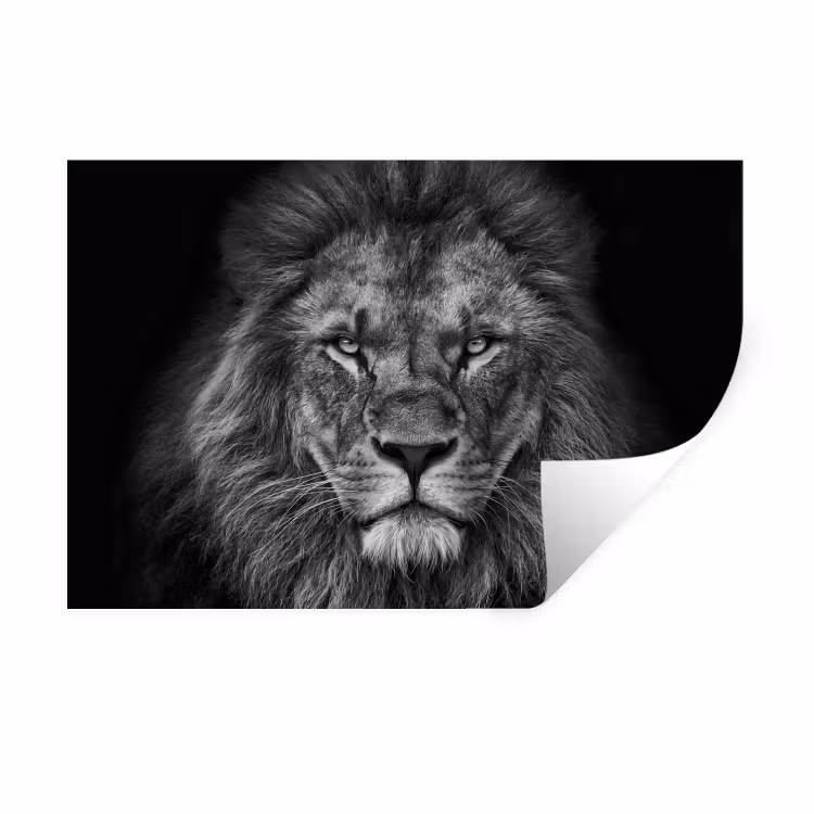 Muursticker - Leeuw - Dieren - Zwart - Wit — 1