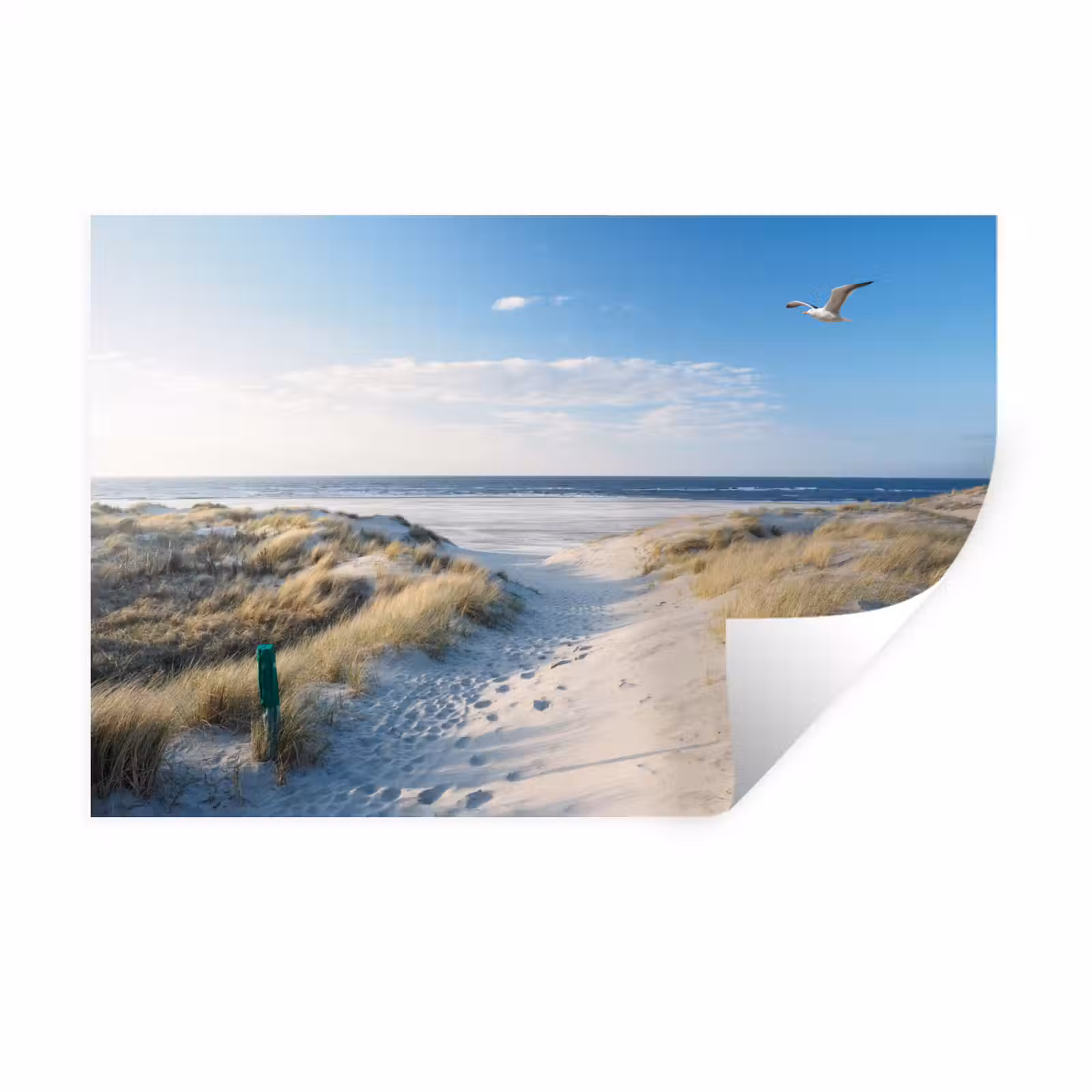 Muursticker - Duin - Meeuw - Strand - Zee - Zon — 1