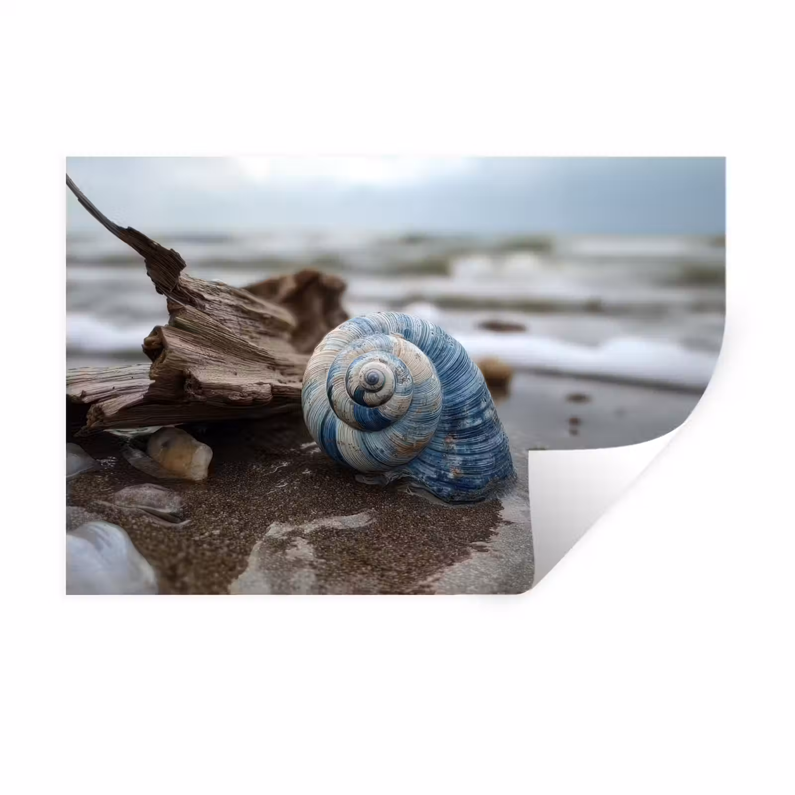 Muursticker - Schelp - Strand - Blauw - Zee — 1
