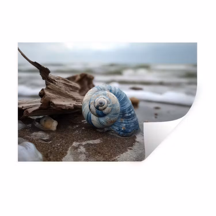 Muursticker - Schelp - Strand - Blauw - Zee — 1