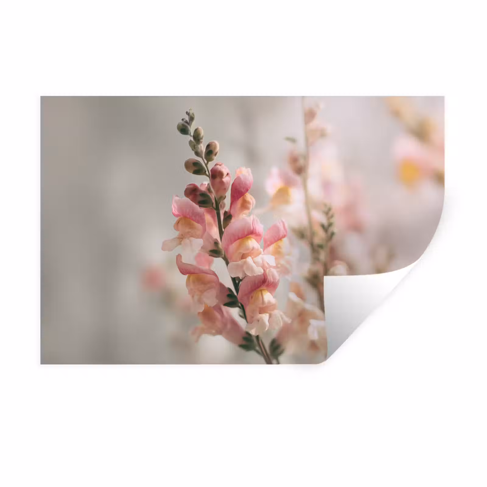 Muursticker - Bloem - Leeuwenbek - Roze - Stengel — 1