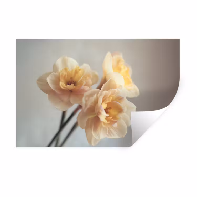 Muursticker - Narcissen - Geel - Bloemblaadjes — 1