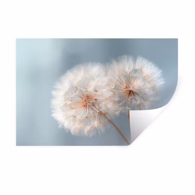 Muursticker - Paardenbloemen - Pluisjes - Wit — 1