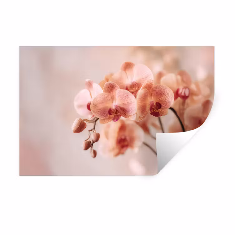 Muursticker - Orchidee - Bloemen - Roze - Bloemblaadjes — 1