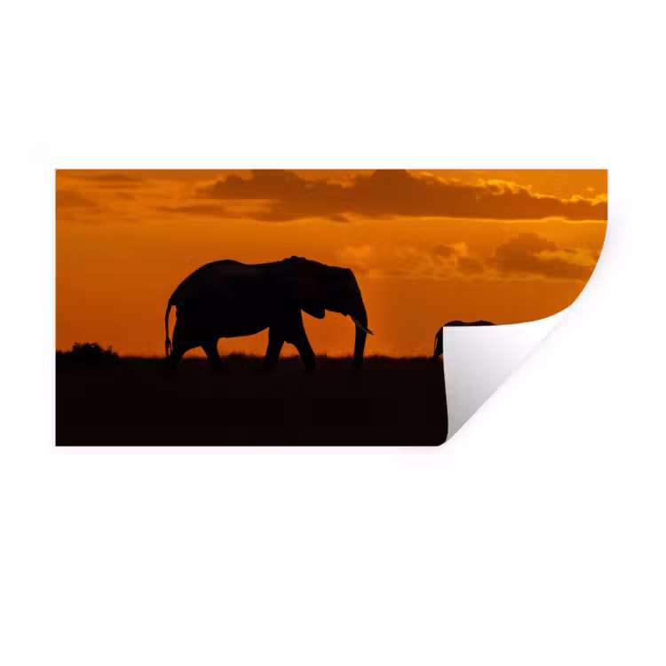 Muursticker - Olifanten - Savanne - Zonsondergang — 1