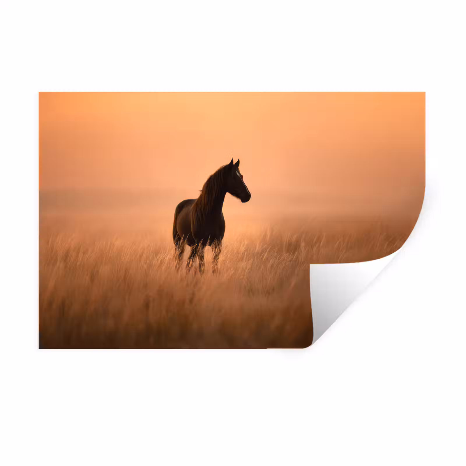 Muursticker - Paard - Grasveld - Zonsondergang — 1