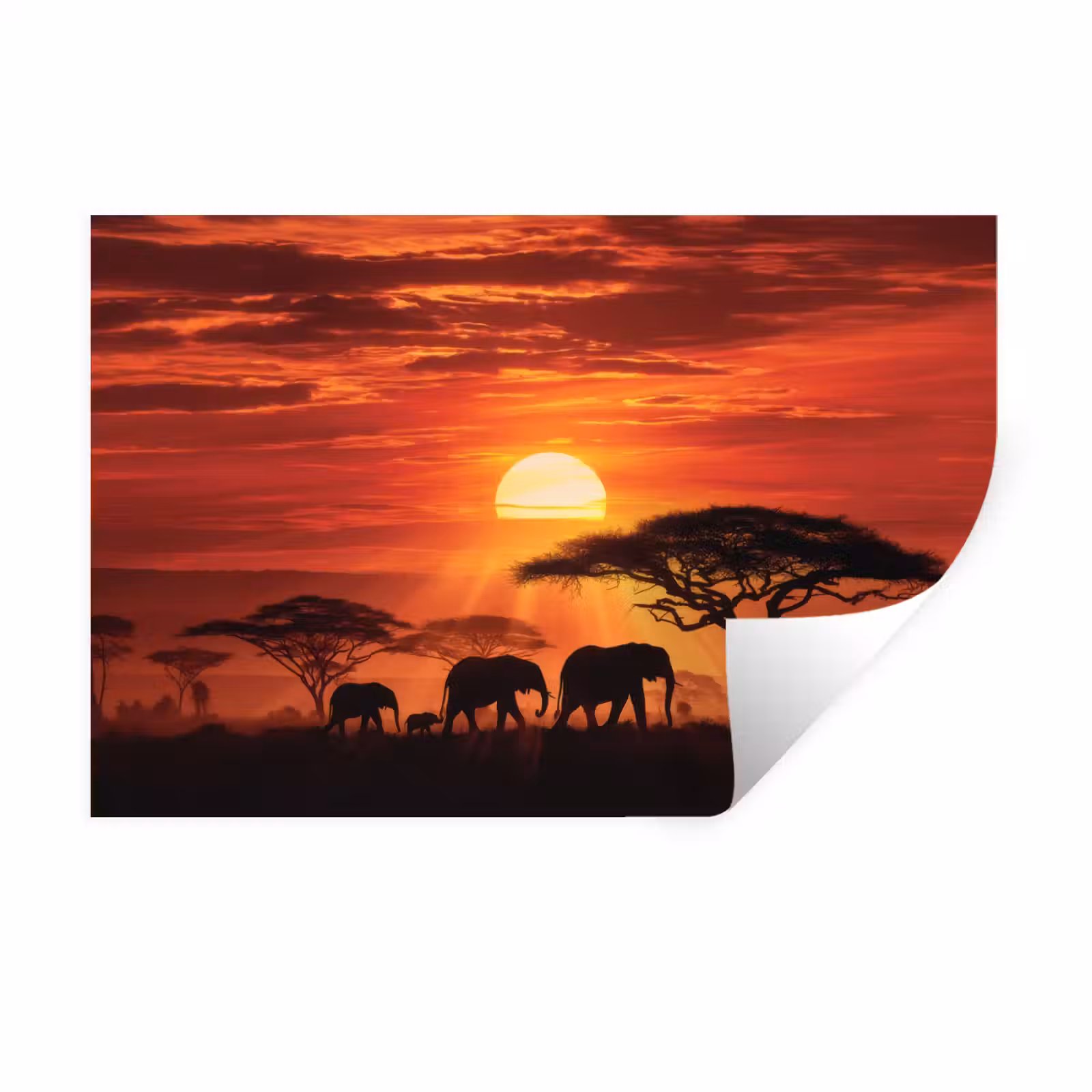 Muursticker - Savanne - Olifanten - Zonsondergang — 1