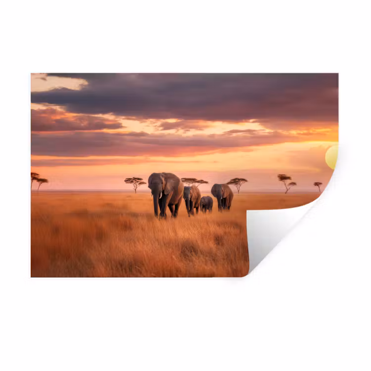Muursticker - Groep olifanten - Open vlakte - Zon — 1