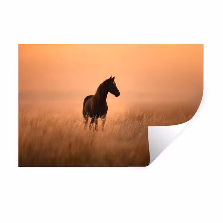 Muursticker - Paard - Grasveld - Zonsondergang — 1