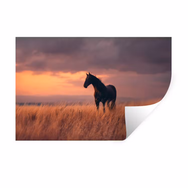 Muursticker - Paard - Wolken - Open veld — 1