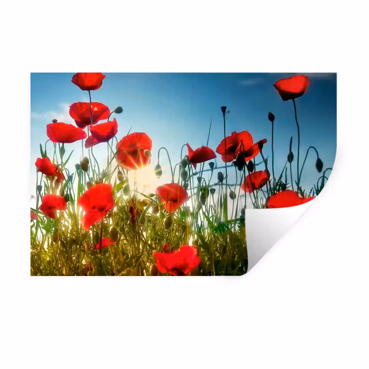 Muursticker - Klaprozen - Toscane - Zon - Rood - Blauw — 1