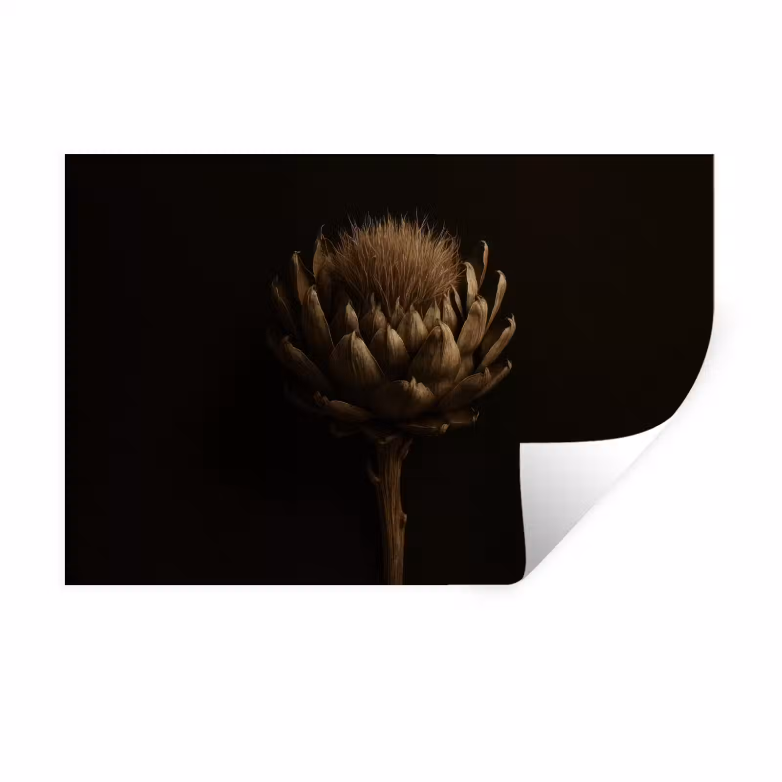 Muursticker - Donkerbruin - Bloem - Textuur - Artisjok — 1