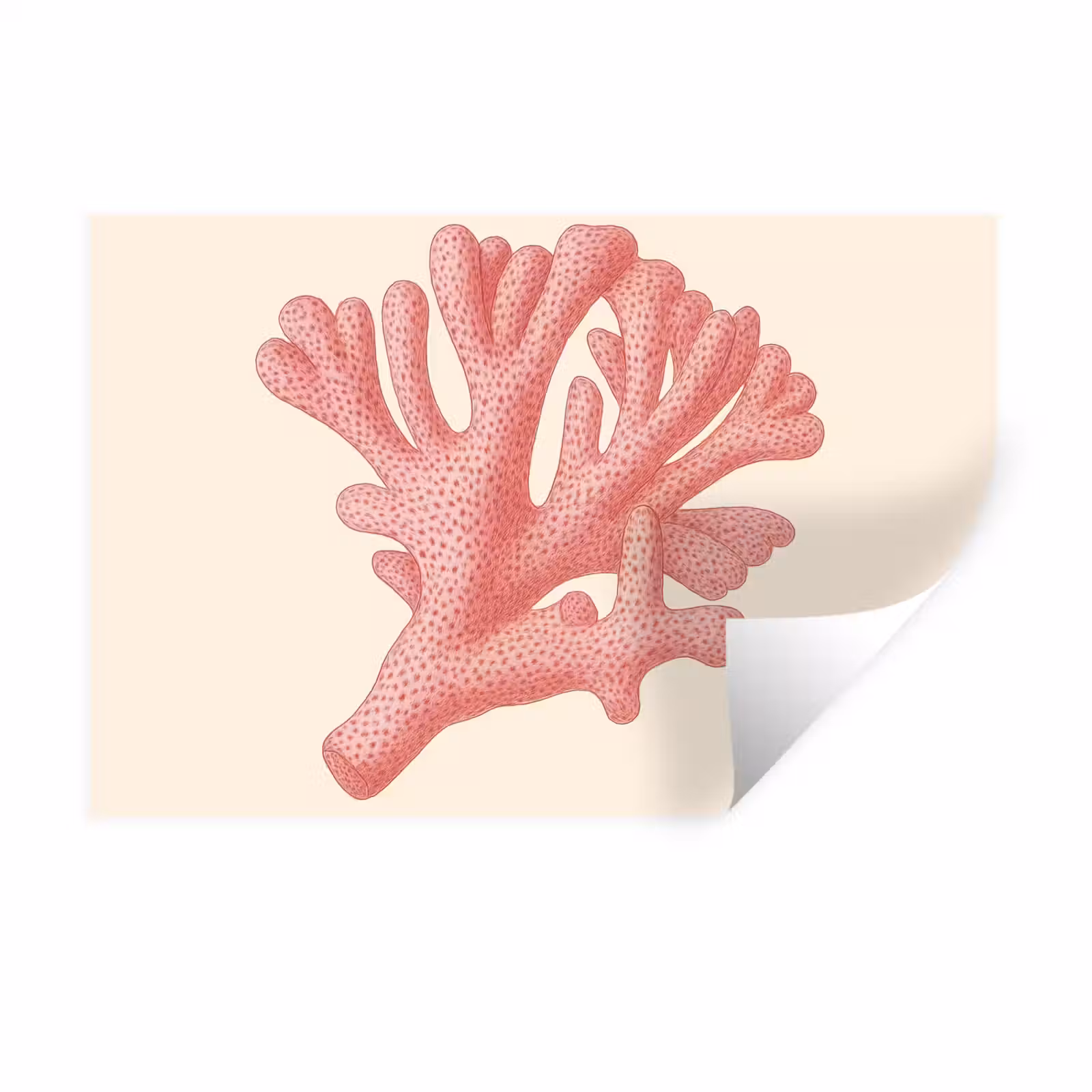 Muursticker - Koraal - Stipjes - Roze — 1