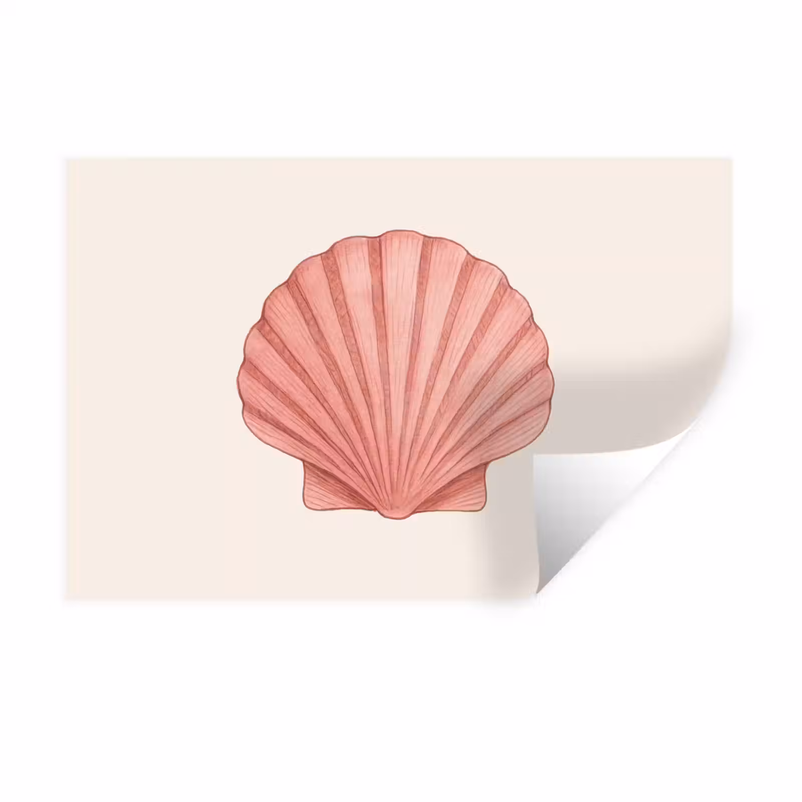 Muursticker - Schelp - Roze - Ribbels — 1