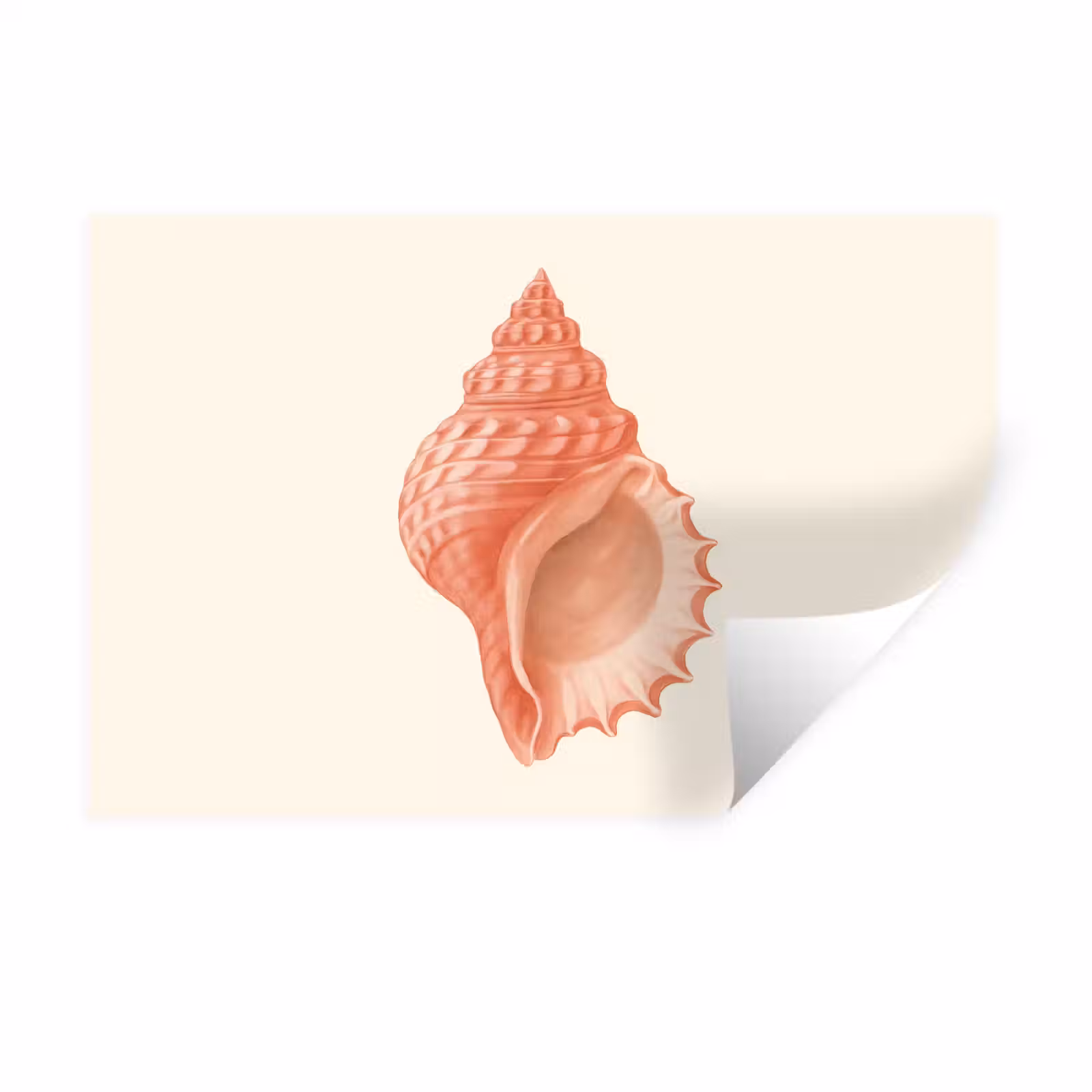 Muursticker - Schelp - Roze - Structuur — 1
