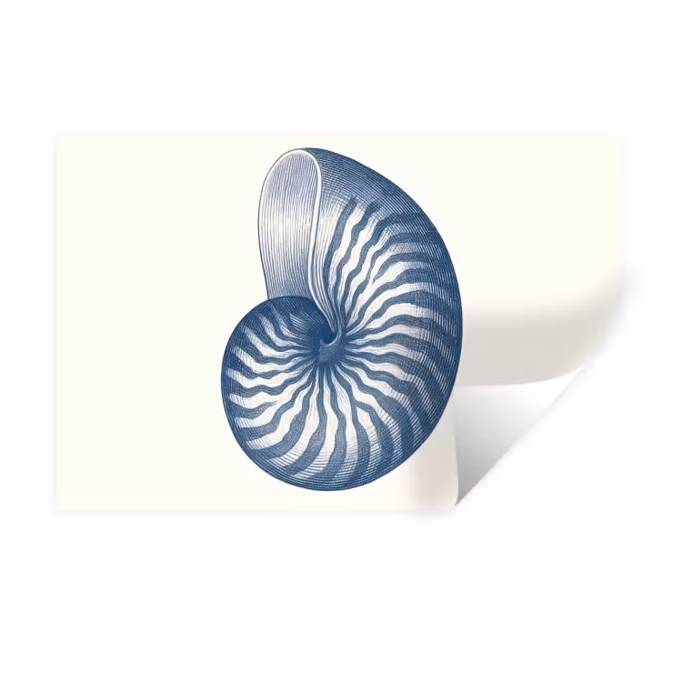 Muursticker - Blauw - Schelp - Spiraal — 1