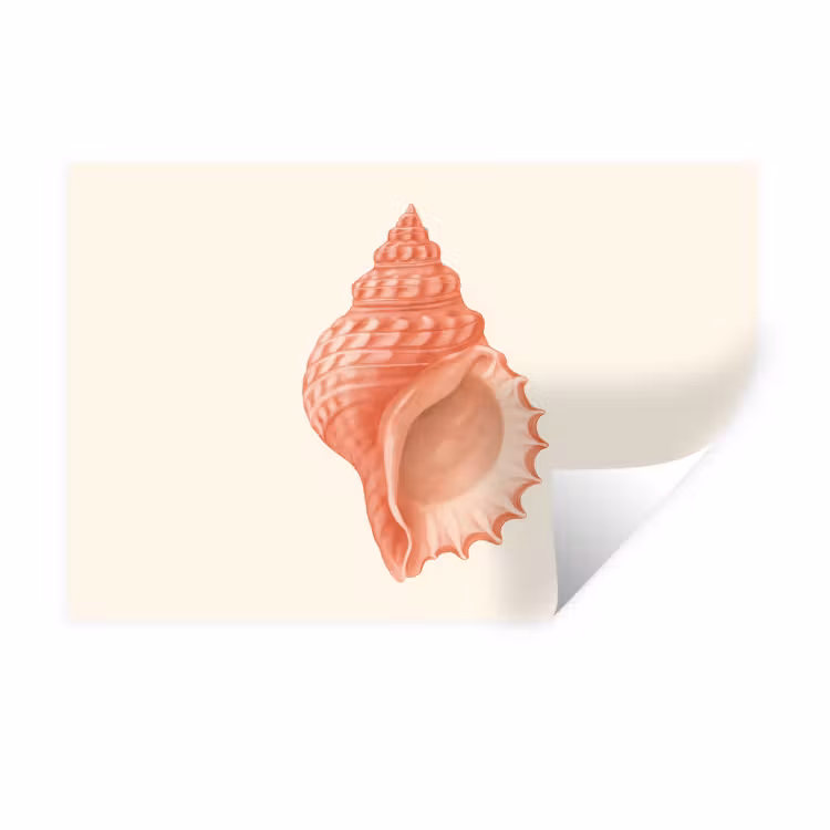 Muursticker - Schelp - Roze - Structuur — 1