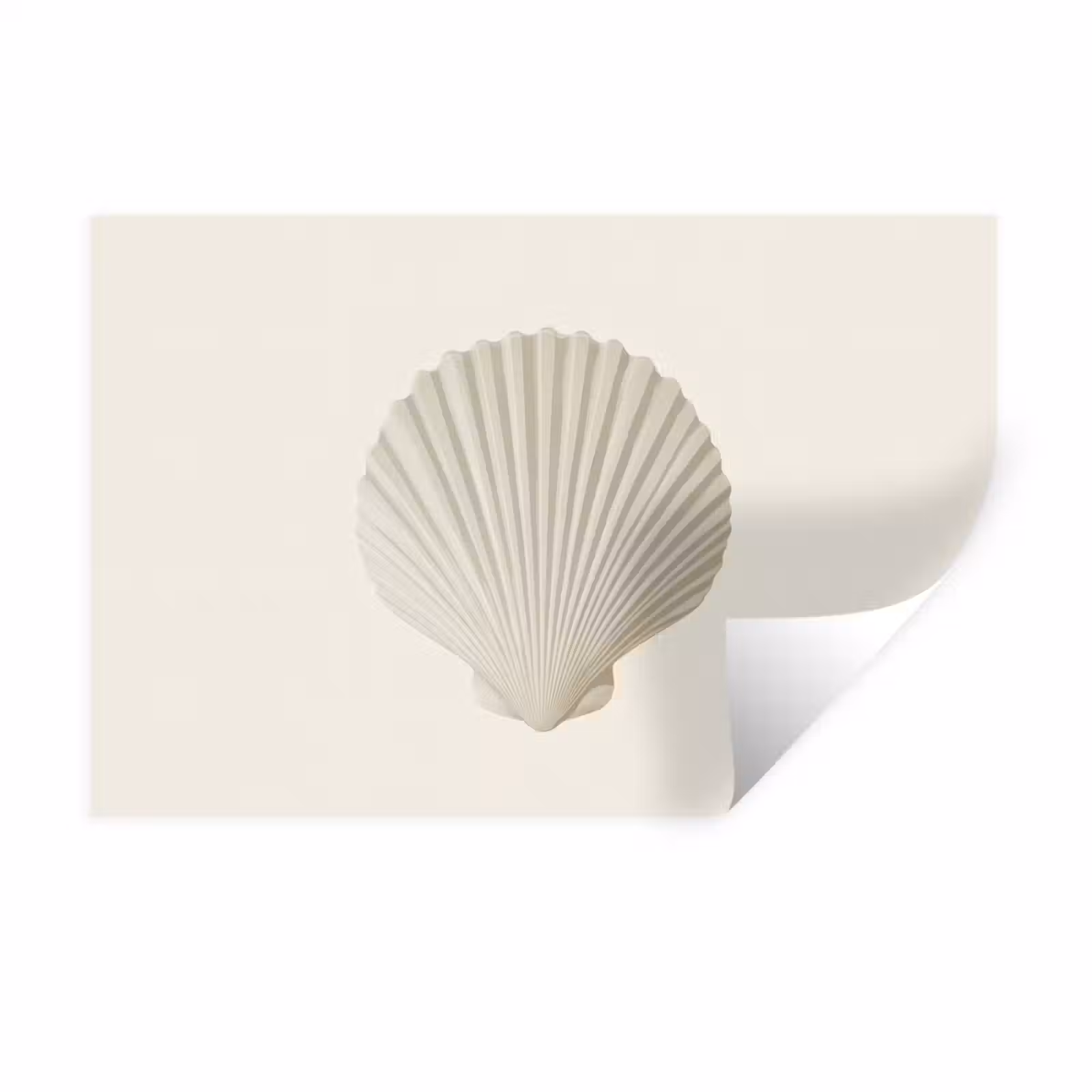 Muursticker - Schelp - Minimalistisch - Wit — 1