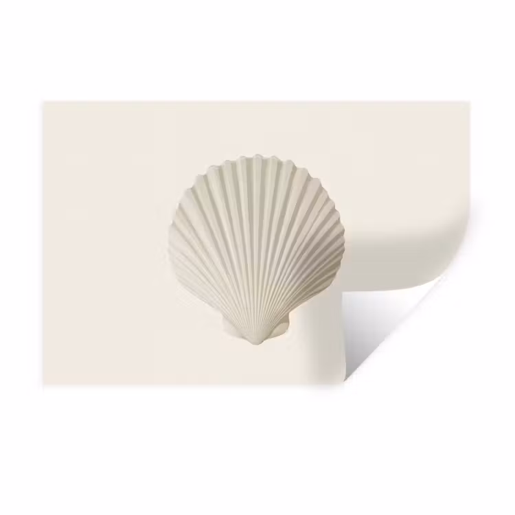 Muursticker - Schelp - Minimalistisch - Wit — 1