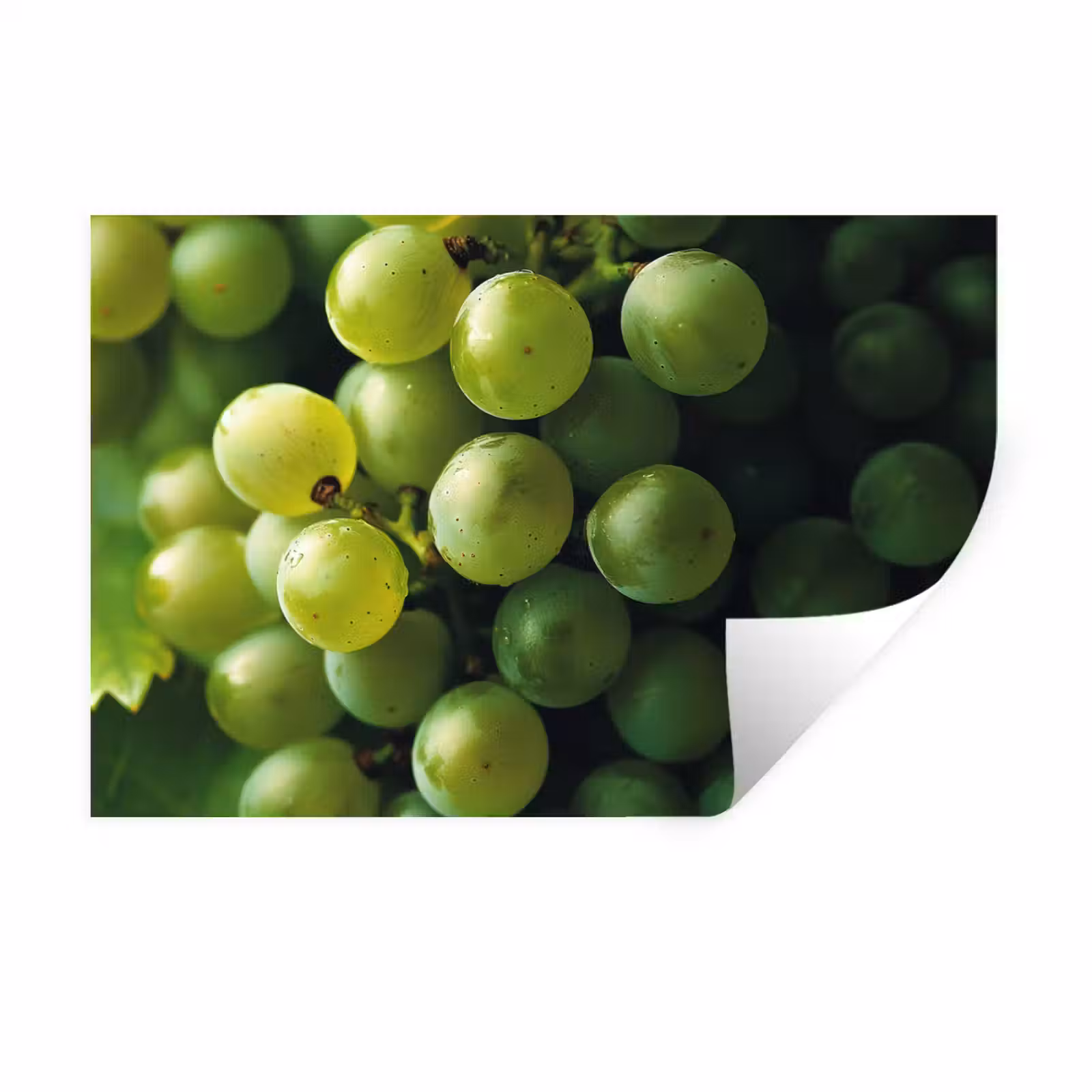 Muursticker - Druiven - Tros - Groen — 1