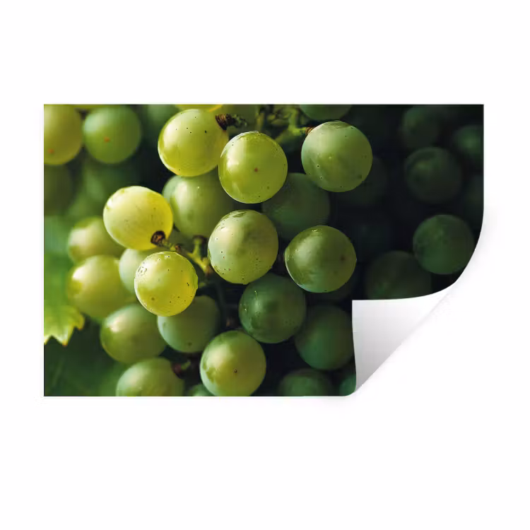Muursticker - Druiven - Tros - Groen — 1