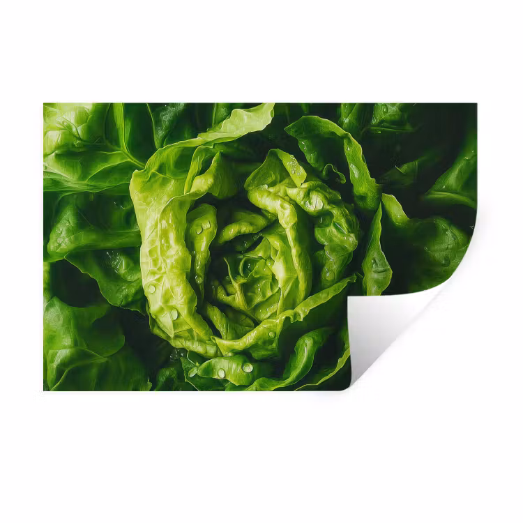 Muursticker - Groente - Sla - Groen — 1