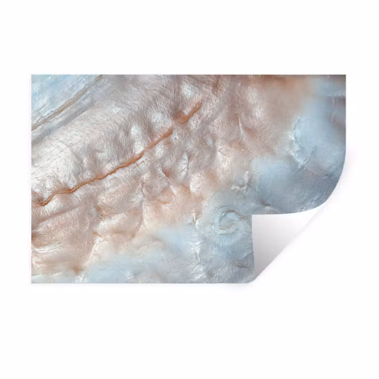 Muursticker - Schelpen - Abstract - Natuur — 1