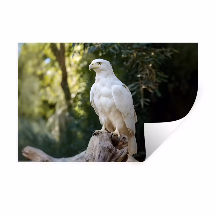 Muursticker - Arend - Hout - Wit - Planten — 1