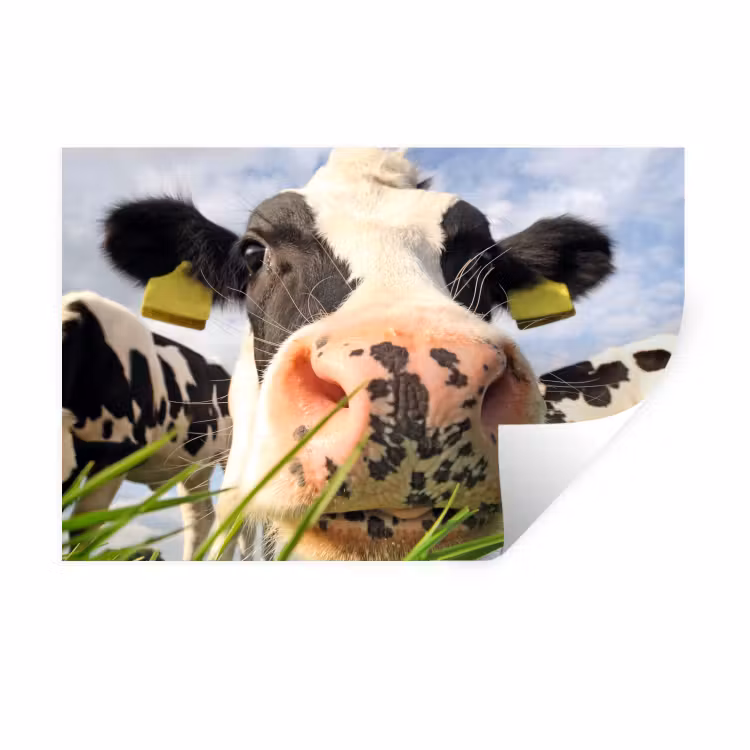 Muursticker - Koe - Boerderij - Gras - Dieren — 1