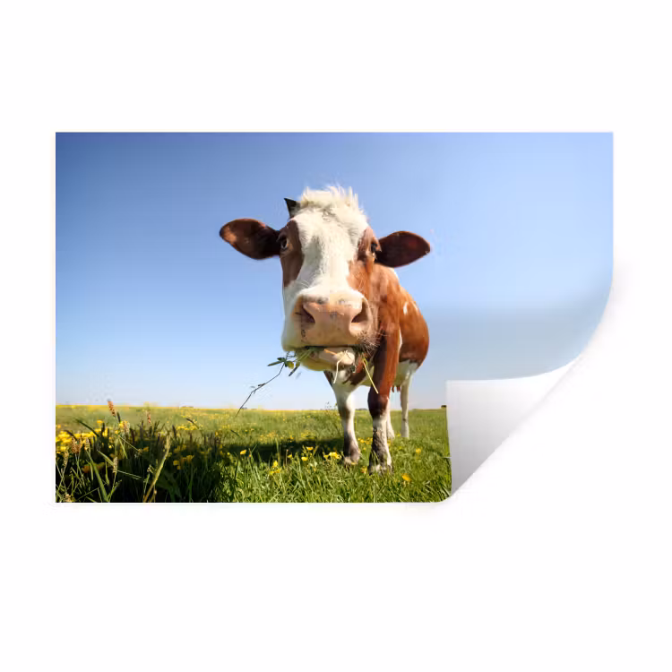 Muursticker - Koe - Dieren - Bloemen - Gras — 1