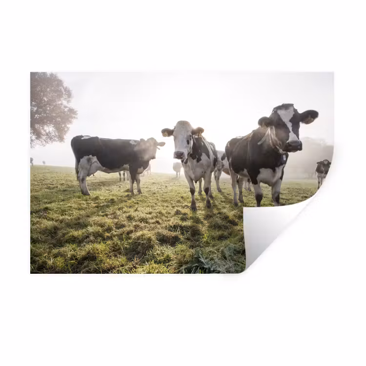 Muursticker - Koeien - Licht - Gras - Dieren — 1