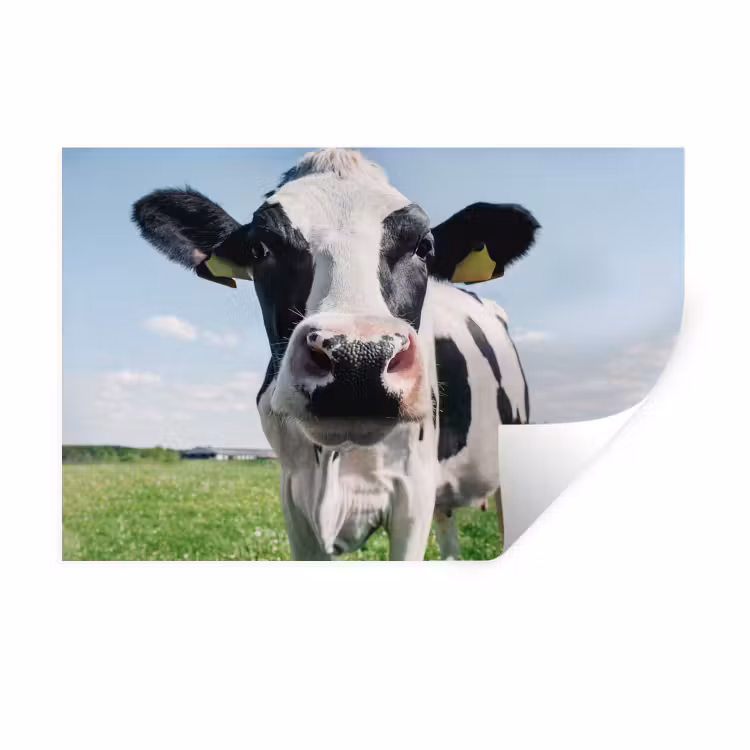 Muursticker - Koe - Weiland - Natuur - Dieren - Gras — 1