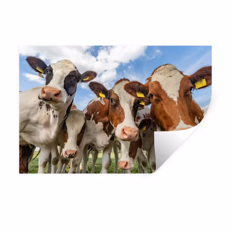 Muursticker - Koeien - Dieren - Weiland - Natuur — 1