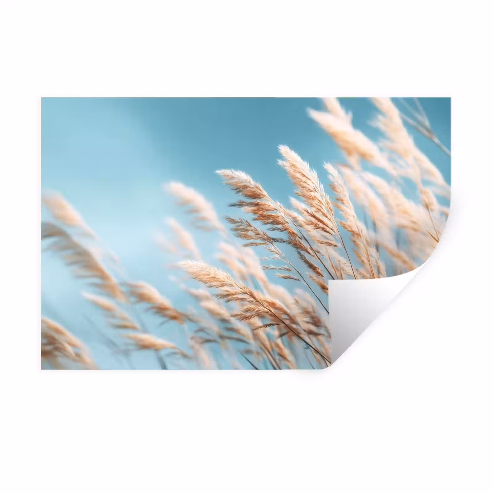 Muursticker - Siergras - Wind - Lichtbruin — 1
