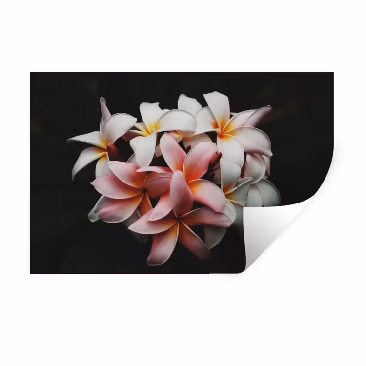 Muursticker - Bloemen - Roze - Zwart - Flora - Botanisch — 1