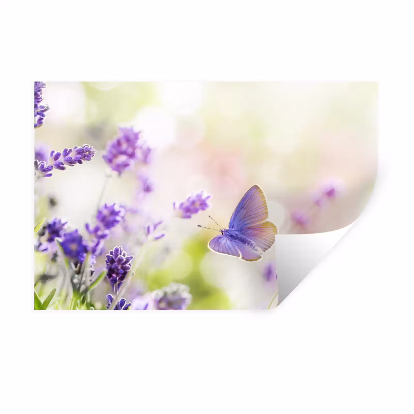 Muursticker - Lavendel - Vlinder - Bloemen — 1