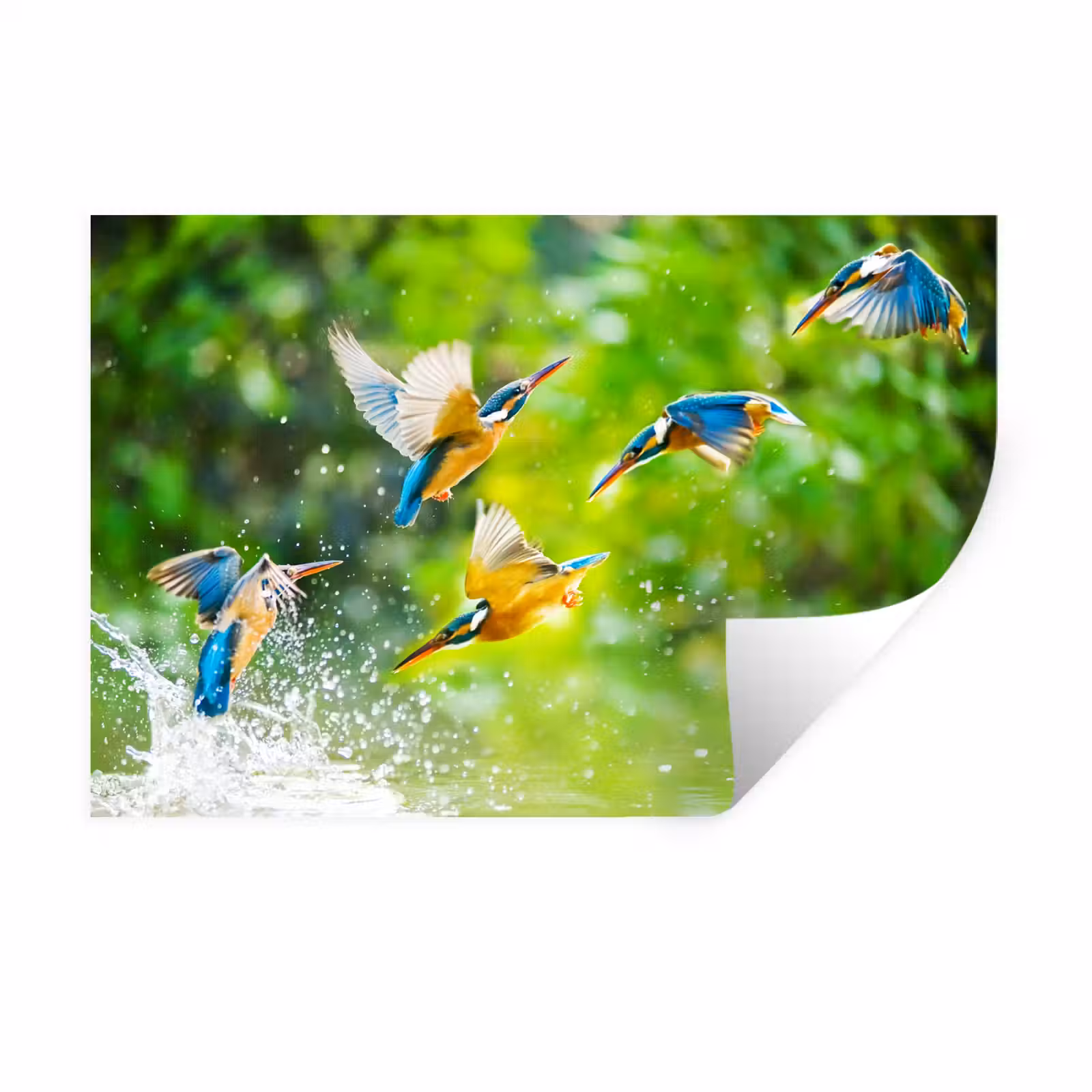 Muursticker - IJsvogels vliegen in het water — 1