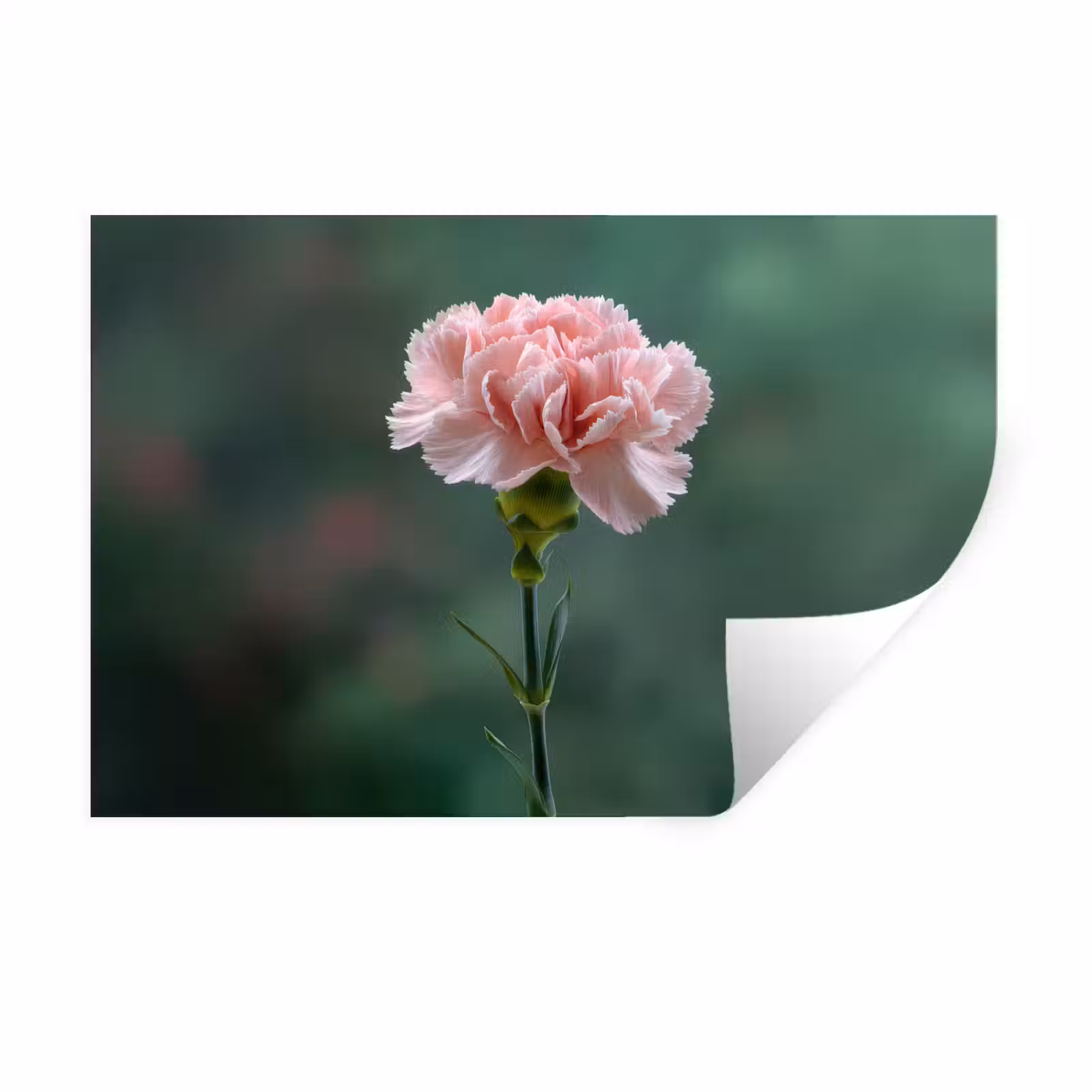 Muursticker - Anjer - Roze - Bloemblaadjes — 1