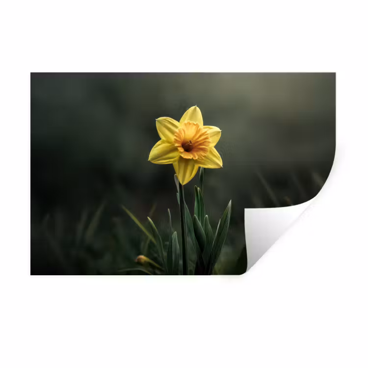 Muursticker - Bloem - Narcis - Gras - Geel — 1