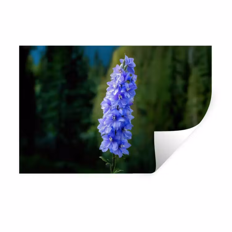 Muursticker - Bloemen - Blauw - Dennenboom — 1