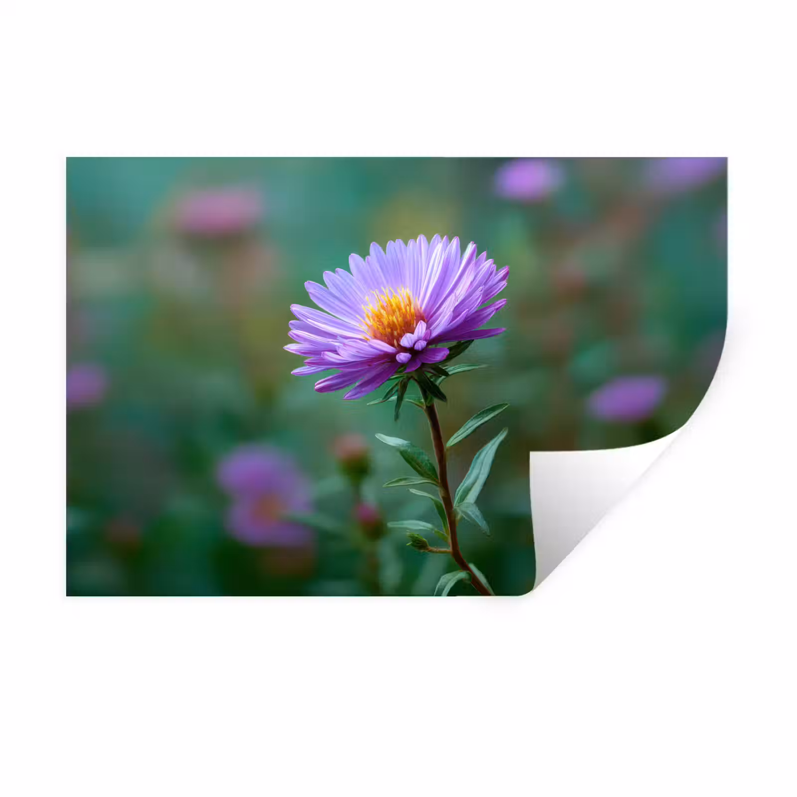 Muursticker - Aster - Paars - Bloem - Blaadjes — 1