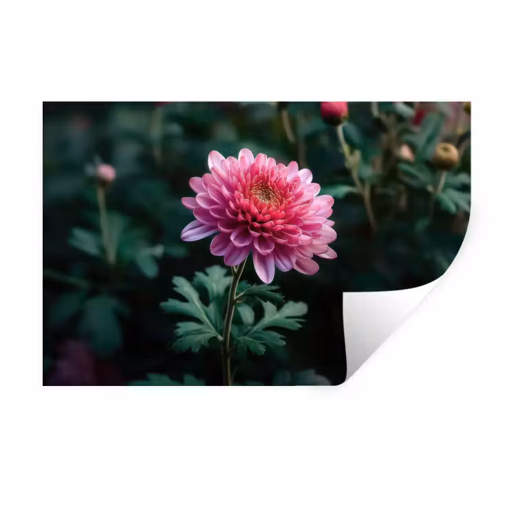 Muursticker - Blad - Chrysant - Roze - Schaduw — 1