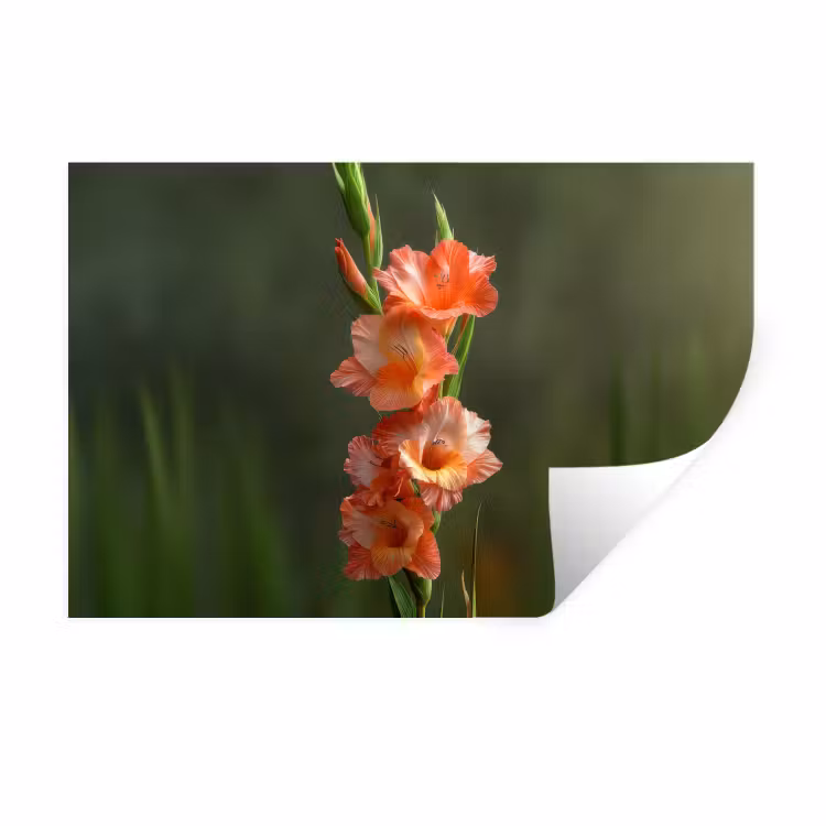 Muursticker - Bloem - Gladiolen - Zalmroze — 1