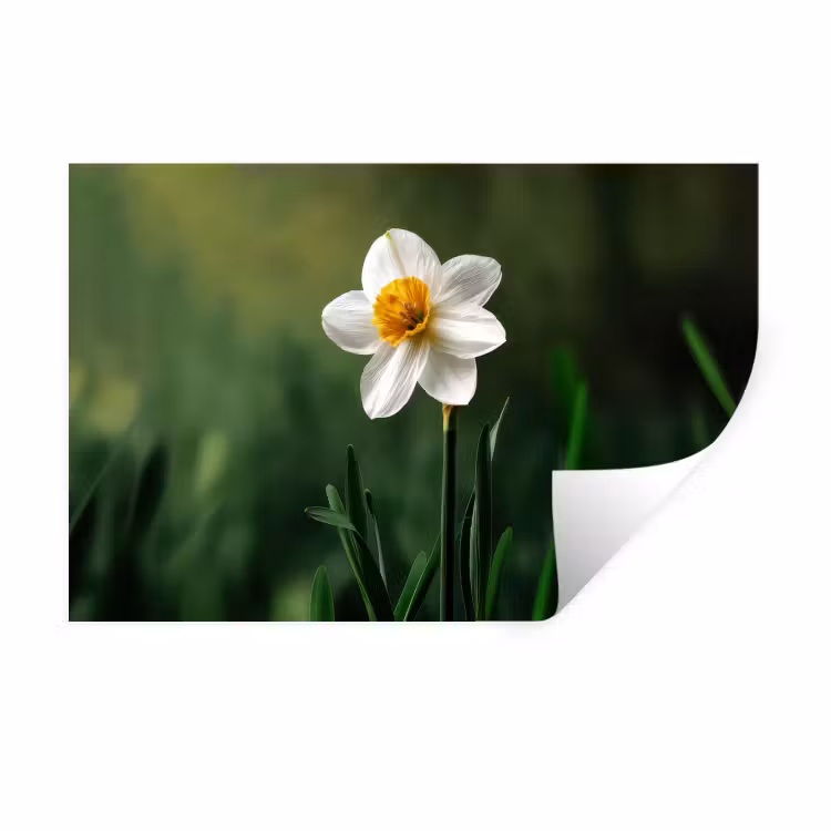 Muursticker - Narcis - Bloem - Wit - Grassprieten — 1