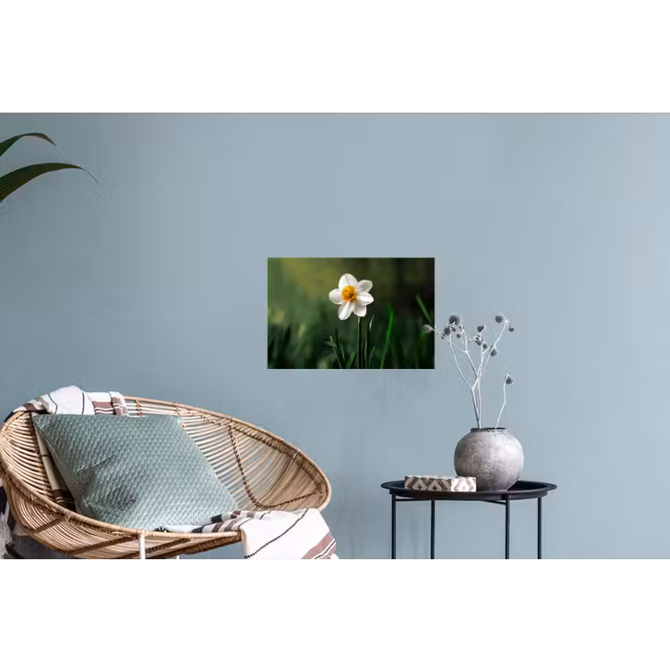 Muursticker - Narcis - Bloem - Wit - Grassprieten — 4