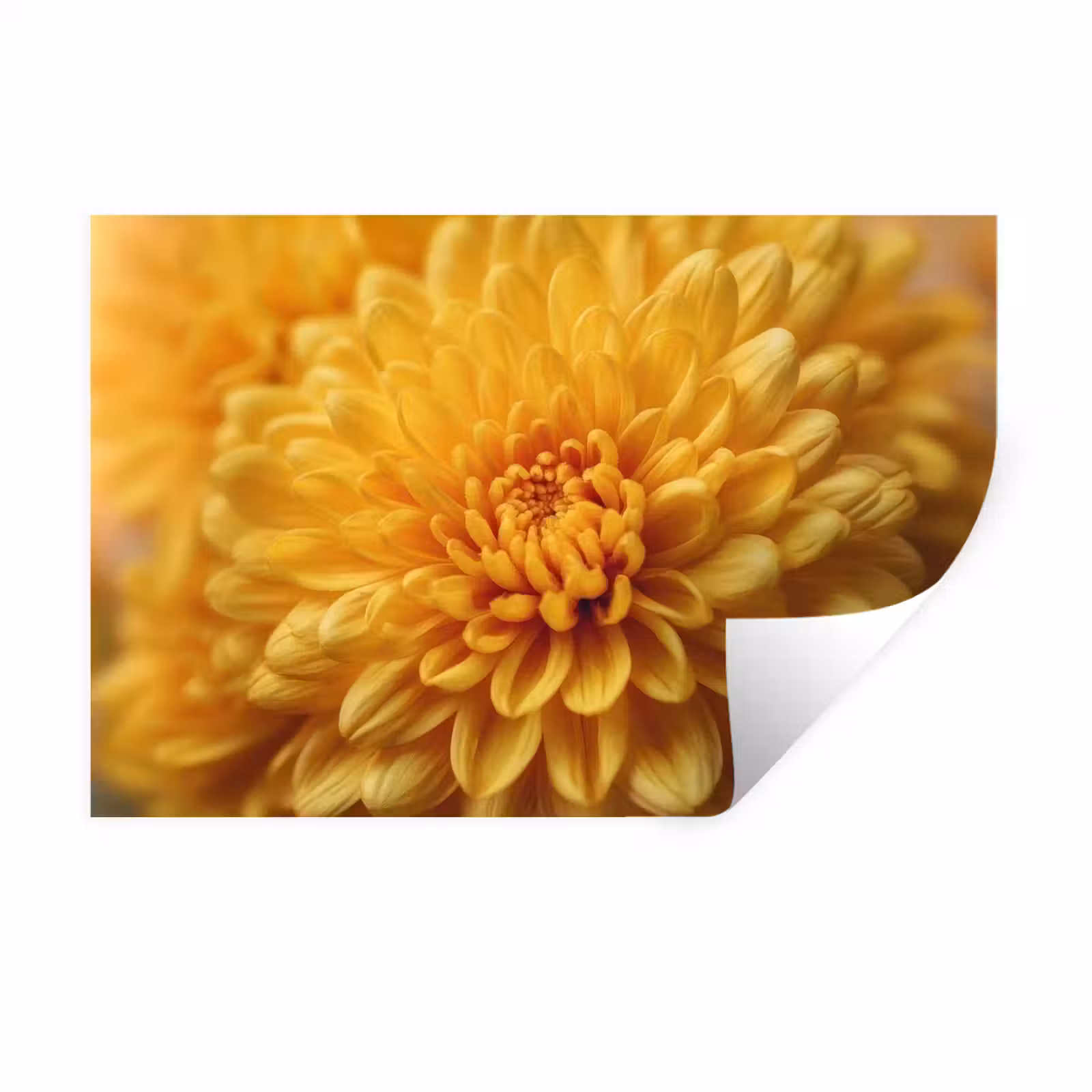 Muursticker - Geel - Chrysant - Zachtheid — 1