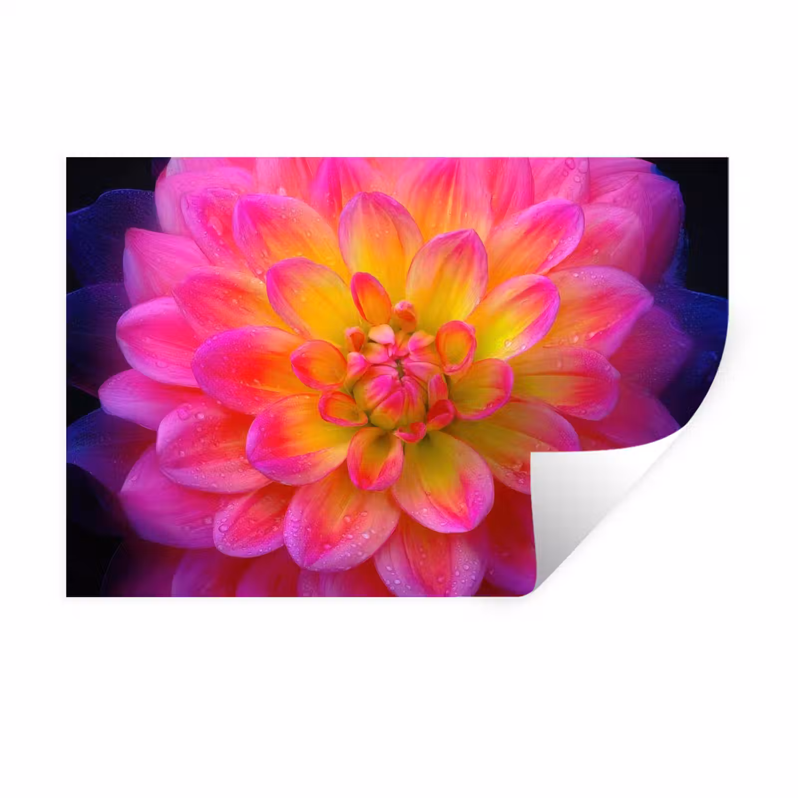 Muursticker - Roze - Dahlia - Kleurrijk — 1