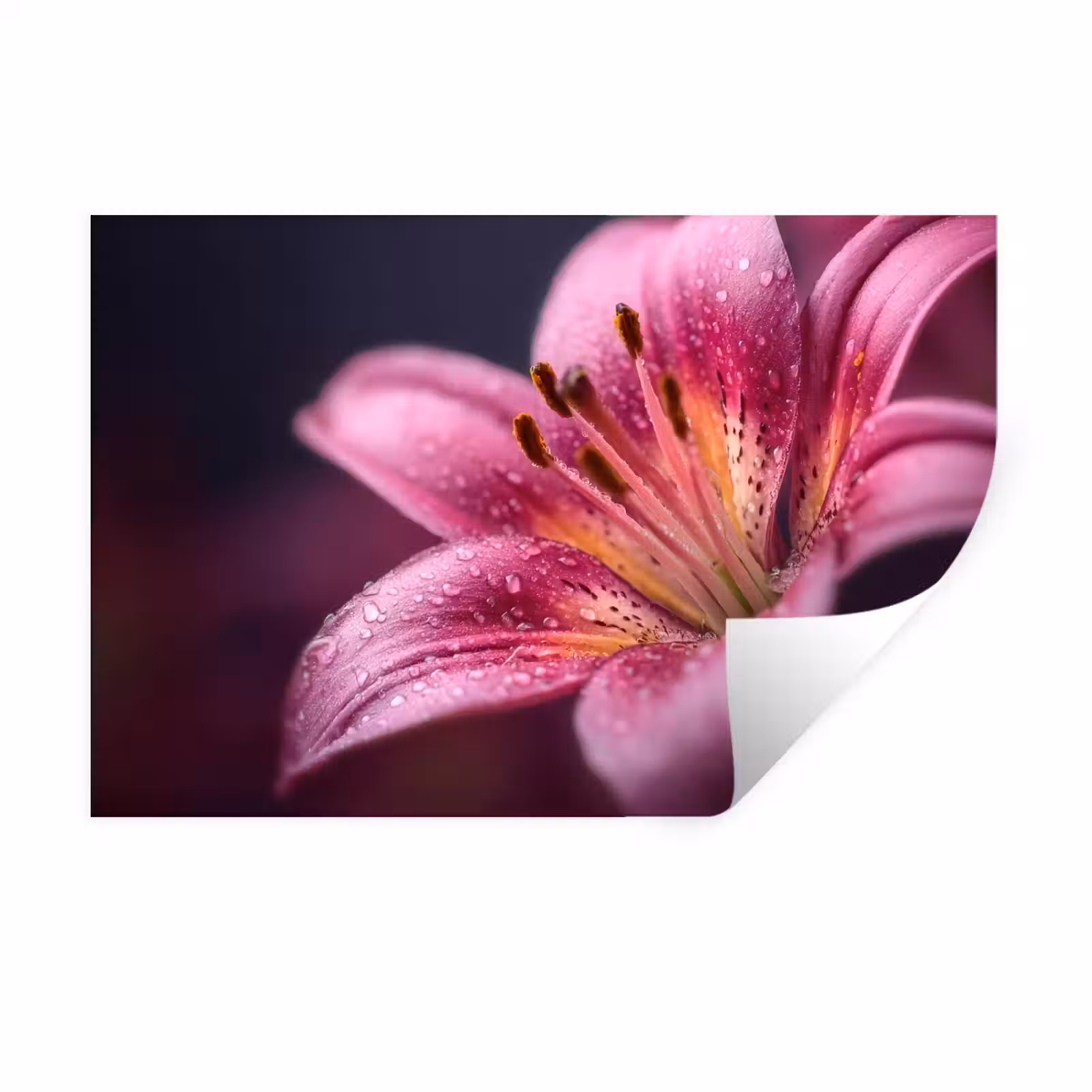 Muursticker - Roze - lelie - Dauwdruppels — 1